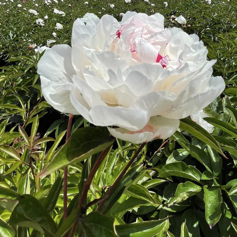 Paeonia Festiva Maxima Garden Peony From Wallish Greenhouses