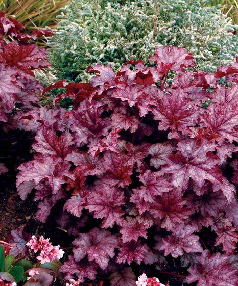 Heuchera Amethyst Mist Coral Bells From Wallish Greenhouses