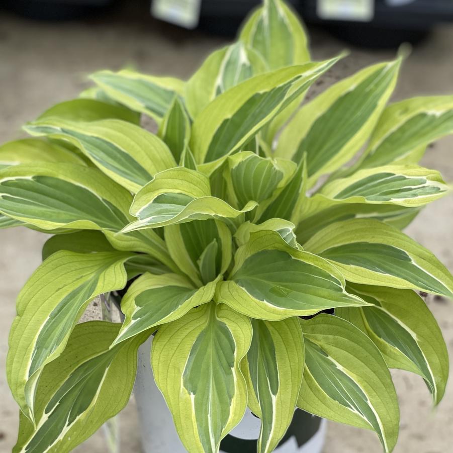 Hosta Yellow Polka Dot Bikini Plantain Lily From Wallish Greenhouses