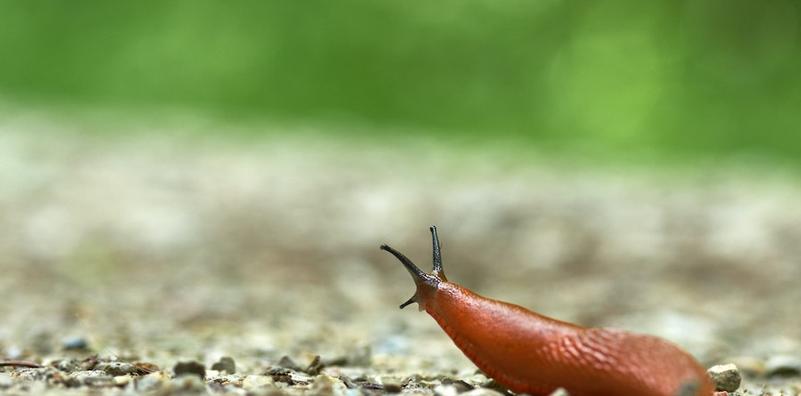How To Get Rid of Garden Slugs