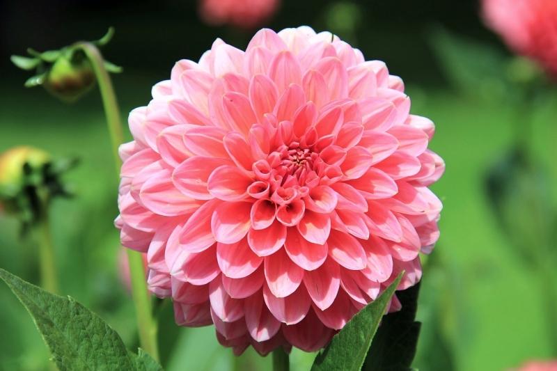 How To Easily Overwinter Dahlias Indoors [Canada]