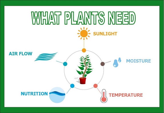 What Plants Need