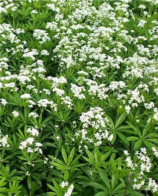 Ground Cover Plants For Shade