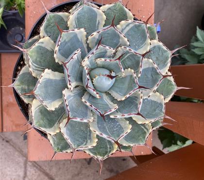 Caring (less) for Houseplants in the Winter