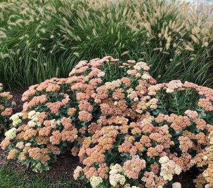 Water-Wise Gardening