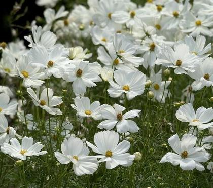 The 2026 Garden Colour Trends