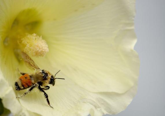 Hollyhock Closeup with Bee