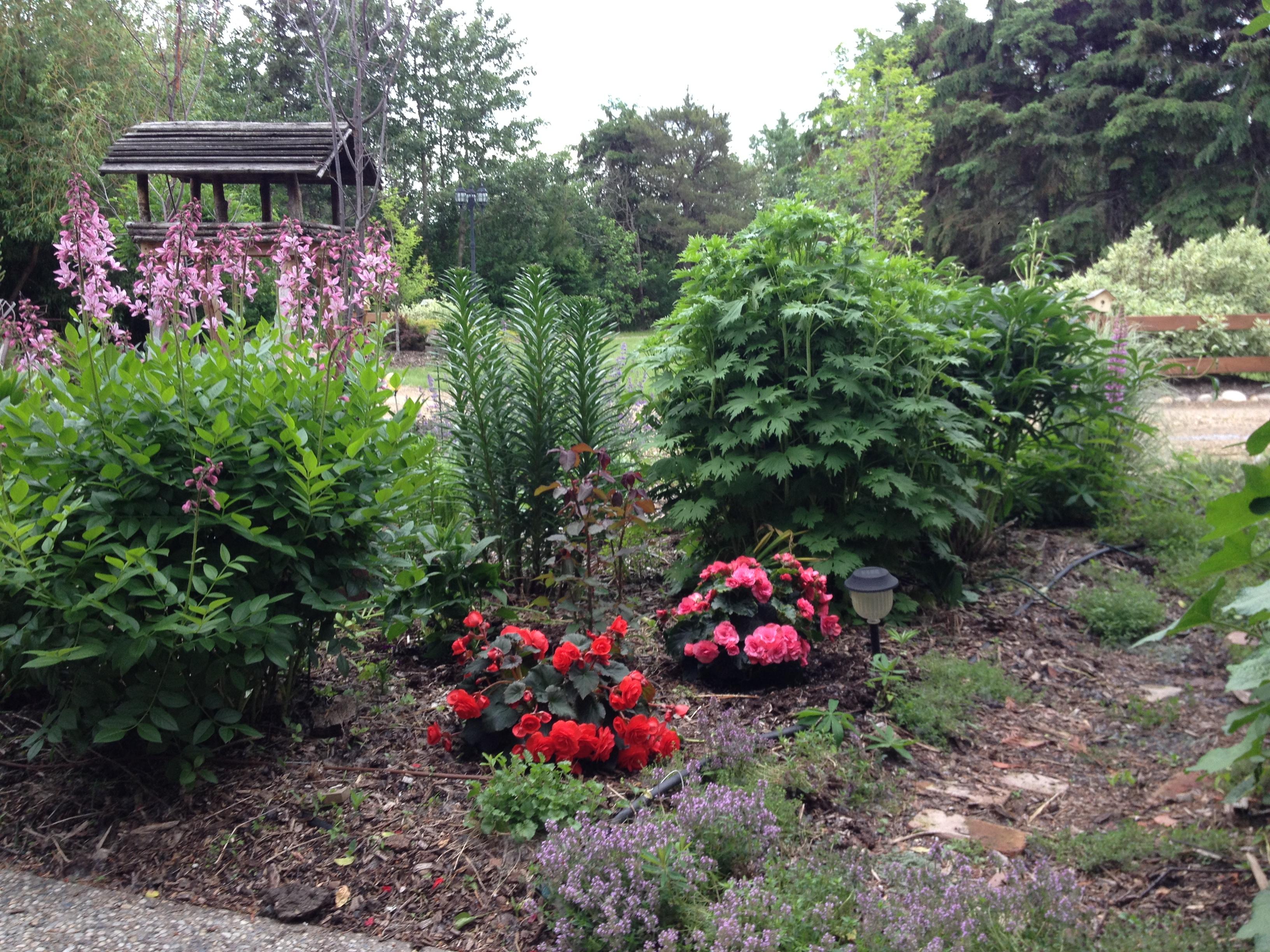 How Annuals & Perennials Work Together
