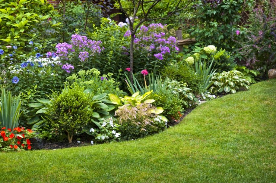 The Differences Between Annuals and Perennials