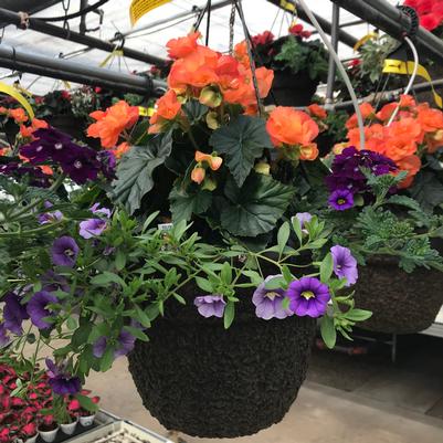 Hanging Basket - with Trailers Solenia Begonia Apricot