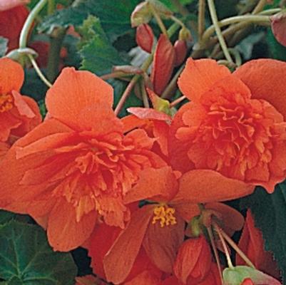 Begonia Illumination® Orange