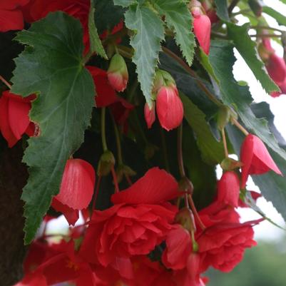 Begonia Illumination® Rose
