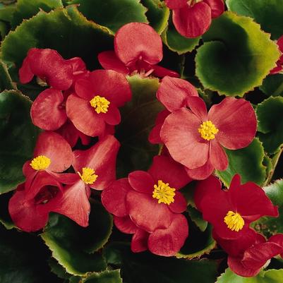 Begonia Fibrous Prelude Plus Scarlet