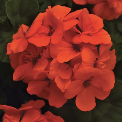 Geranium - Zonal Fantasia Orange
