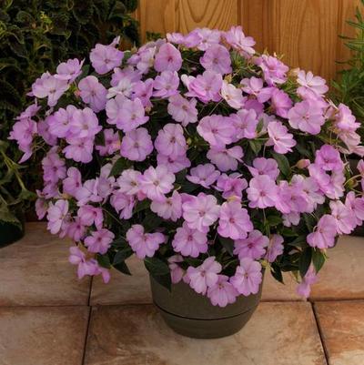 Hanging Basket - without Trailers Sunpatiens Compact Orchid Blush