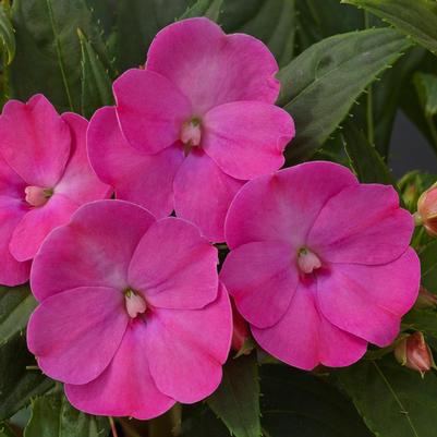 Hanging Basket - with Trailers Sunpatiens Compact Lilac