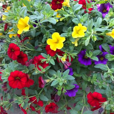 Combo Mix Calibrachoa Mixmasters Sprinkles on Top Bright Red, Deep Yellow, Deep Blue