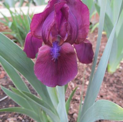 Iris pumila Cherry Garden