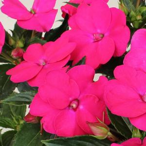 Impatiens SunPatiens® Vigorous Rose Pink