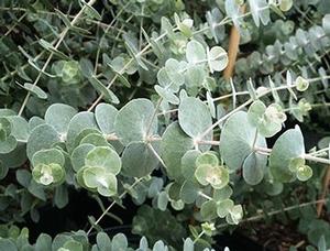 Eucalyptus pulverulenta Baby Blue