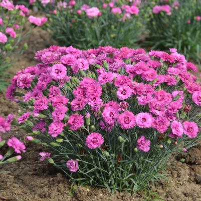 Dianthus Pretty Poppers Goody Gumdrops
