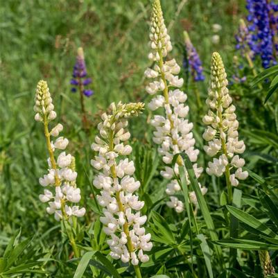 Lupinus polyphyllus Russell Hybrid Noble Maiden