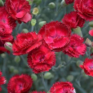 Dianthus Pretty Poppers® Electric Red