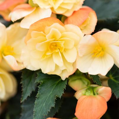 Begonia I'conia Scentiment Peachy Keen