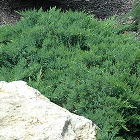 Juniperus sabina Broadmoor