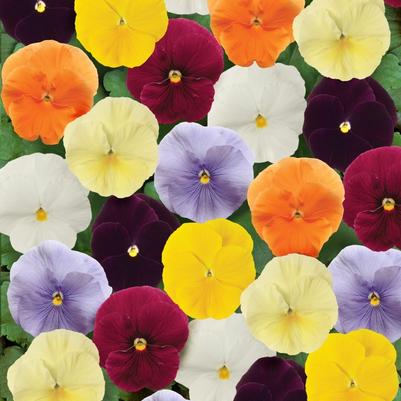 Pansy Spring Matrix® Clear Mix
