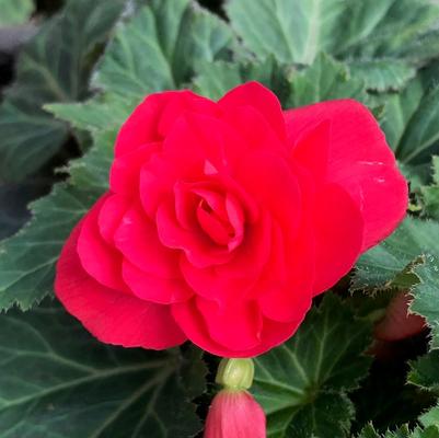 Begonia Nonstop® Deep Rose