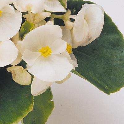 Fibrous Begonia Prelude Plus White
