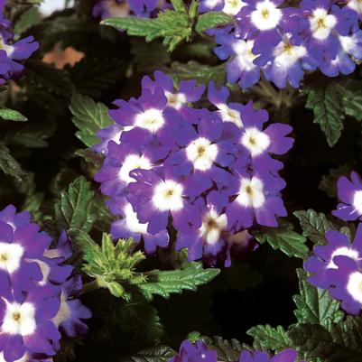 Verbena Obsession™ Blue with Eye