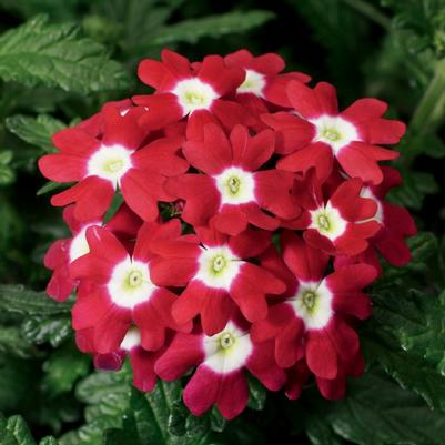 Verbena Obsession™ Red with Eye