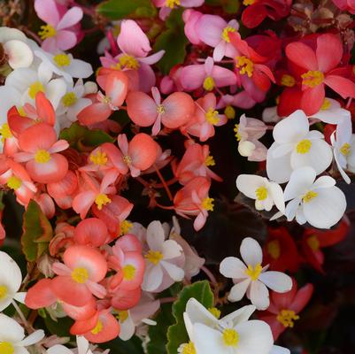 Fibrous Begonia Harmony Plus Mix