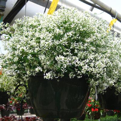 Euphorbia Glitz White