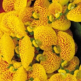 Calceolaria Calynopsis™ Dainty Spotted Yellow
