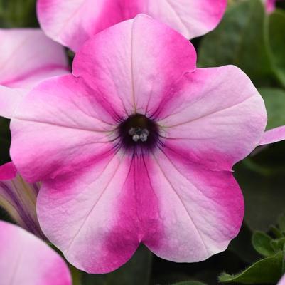 Combo Mix Headliner Raspberry Star Petunia Rose Calibrachoa, Lavender Trailing Verbena