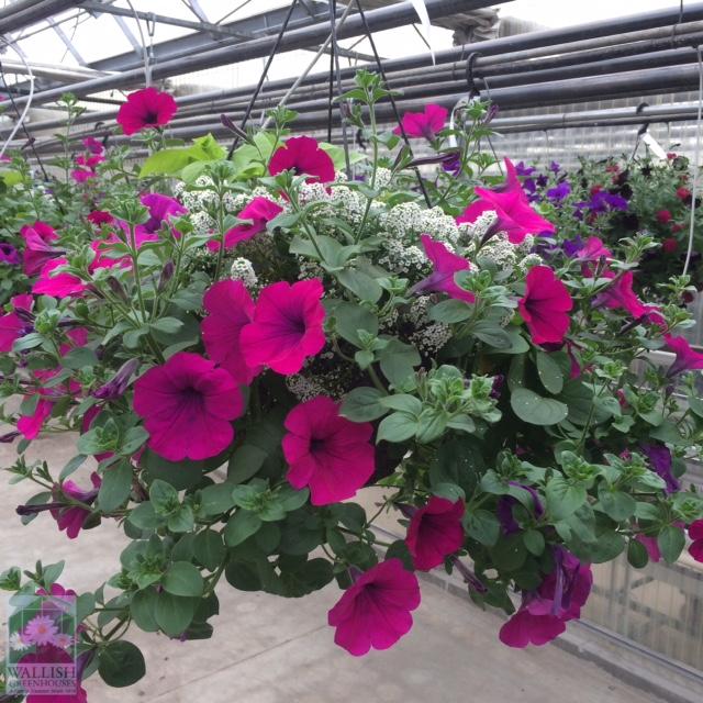 Mixed Sun and Petunia Hanging Basket Care