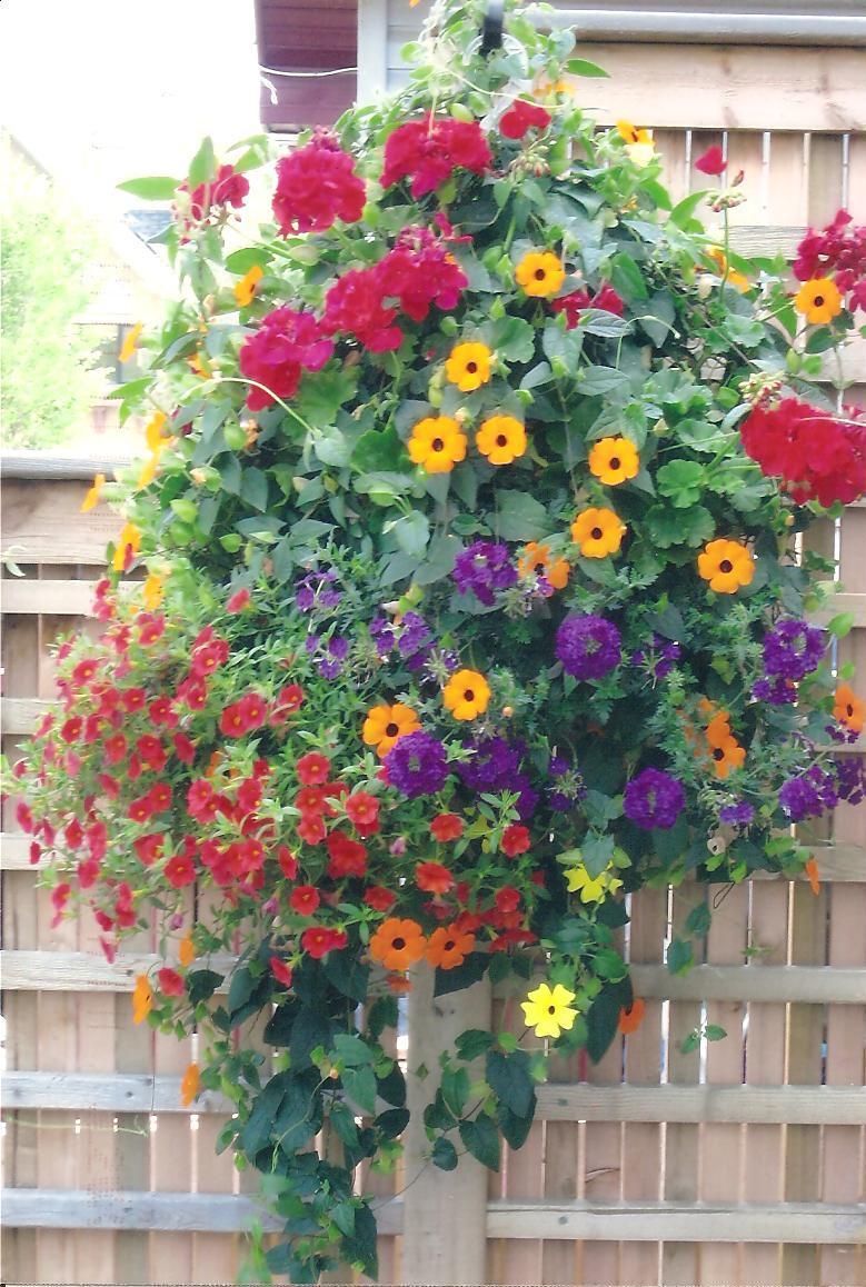 Mixed Geranium Hanging Basket Care