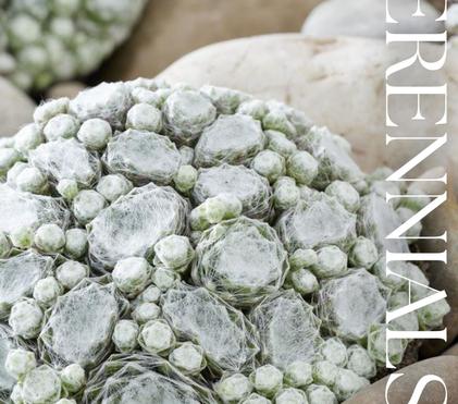 New Perennials for 2026