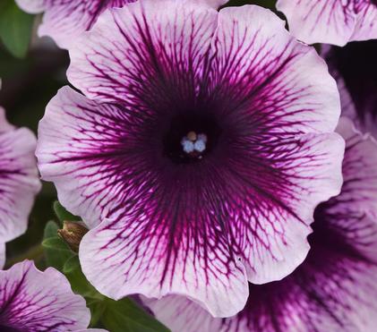 3 'P's – Petunias, Pelargoniums, and Potatoes: answers to some frequently asked questions