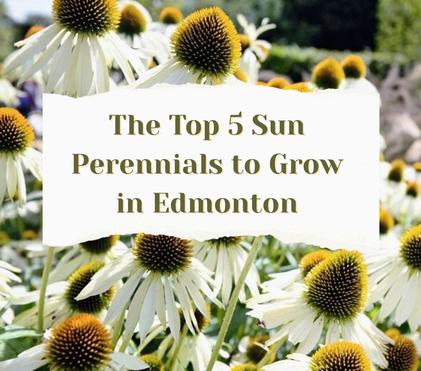 Sun Lovin' Perennials