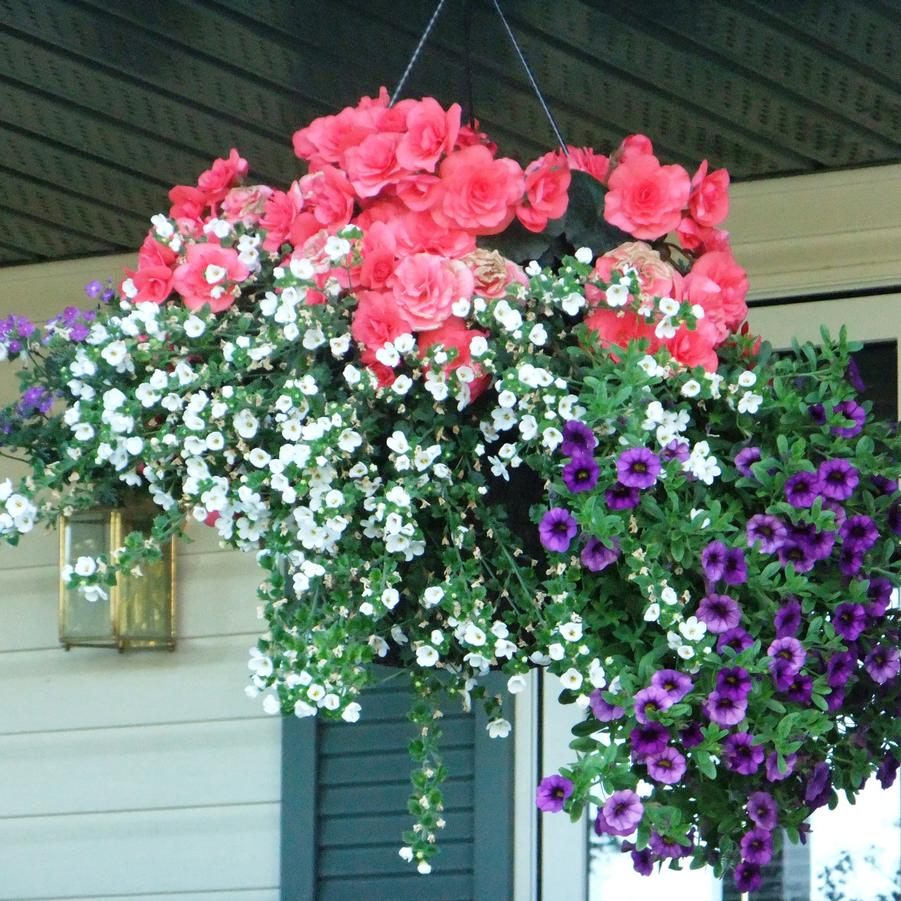 Hanging Basket with Trailers Solenia Begonia 'Light Pink' from