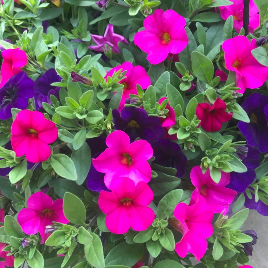 Hanging Basket Calibrachoa 'aloha Midnight Blue And Callie Rose' From 