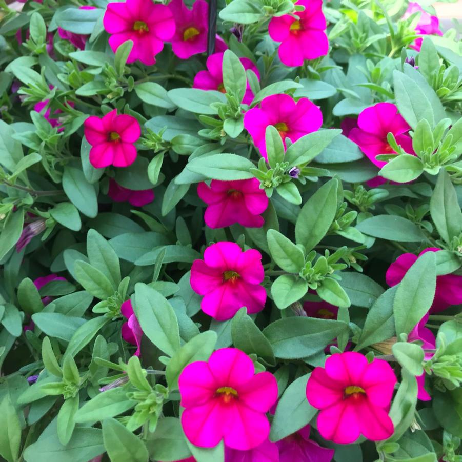 Hanging Basket Calibrachoa 'callie Rose And Minifmaous Uno Double 