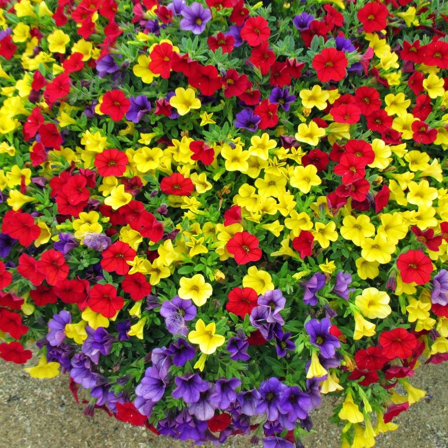 Hanging Basket Calibrachoa 'Mixmasters Sprinkes on Top' from Wallish