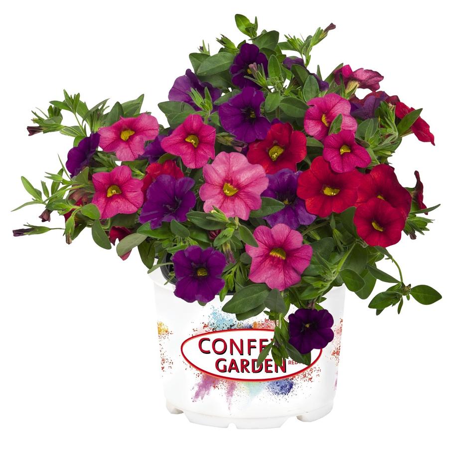 Hanging Basket Calibrachoa 'Hawaiian Mahalo' from Wallish Greenhouses