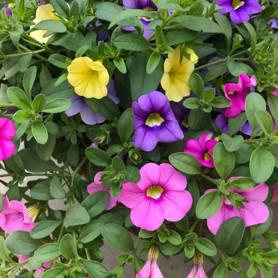 Hanging Basket Calibrachoa 'mixmasters Spring Showers' From Wallish 