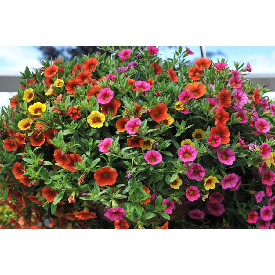 Hanging Basket Calibrachoa 'Hawaiian Kalani' from Wallish Greenhouses
